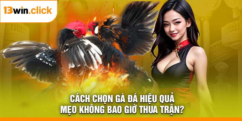 Cách Chọn Gà Đá Hiệu Quả